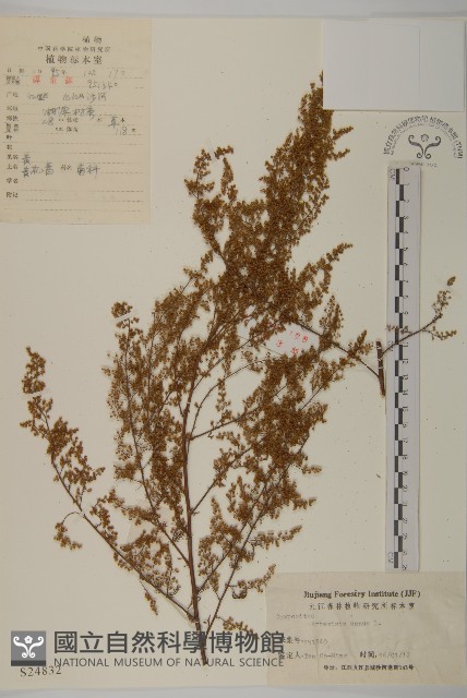 黃花蒿藏品圖，第1張