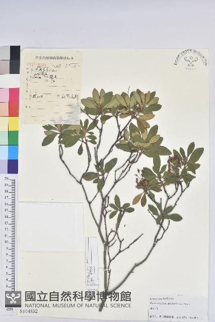 照白杜鵑藏品圖，第1張