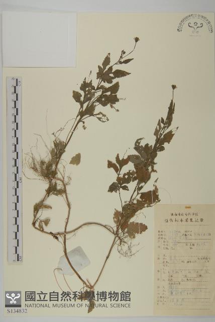 鬼針藏品圖，第1張