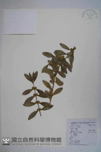 華南黃楊，雀舌黃楊，匙葉黃楊藏品圖，第1張