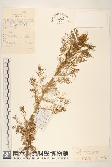 三肋果藏品圖，第1張