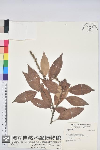 菱果石櫟藏品圖，第1張