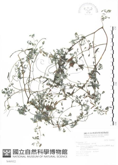 三葉木藍藏品圖，第1張