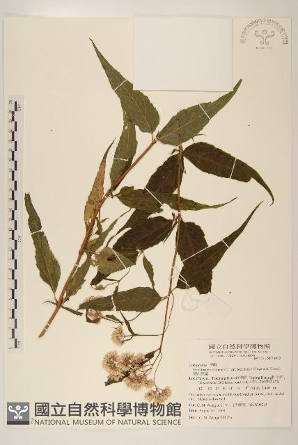 塔山澤蘭藏品圖，第1張