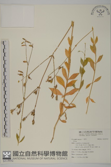 登錄號:S115932藏品圖，第1張