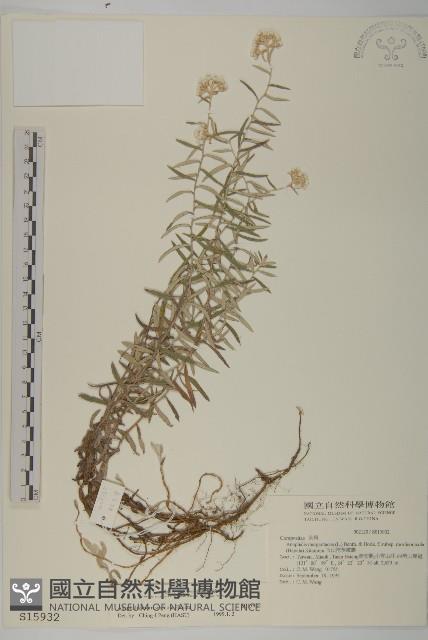 玉山抱莖籟簫藏品圖，第1張