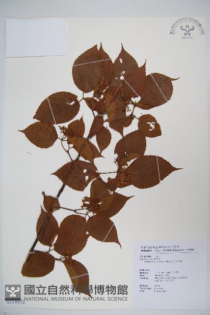 紅子莢迷藏品圖，第1張