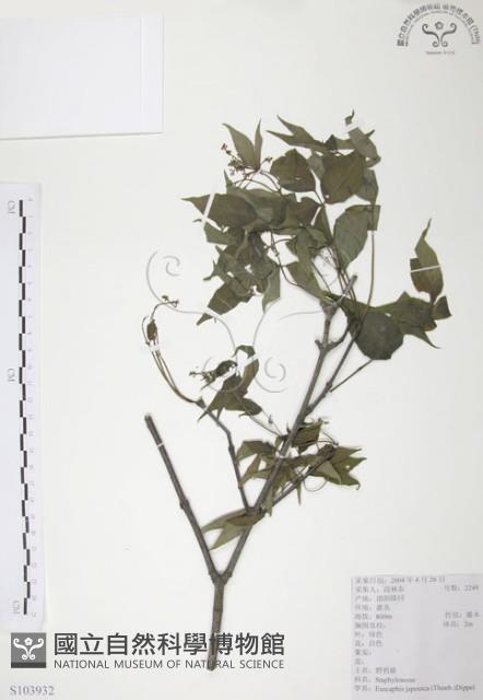 灰色木藍藏品圖，第1張