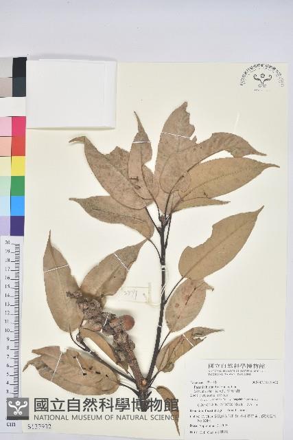 短尾葉石櫟、嶺南柯`東南石櫟藏品圖，第1張
