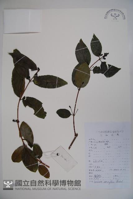 匍匐忍冬藏品圖，第1張