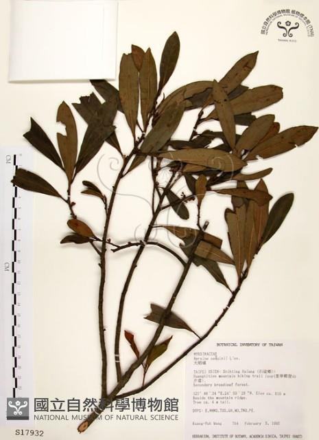 大明橘藏品圖，第1張