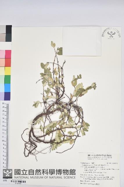 濱大戟藏品圖，第1張