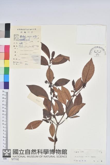 嶺南杜鵑藏品圖，第1張