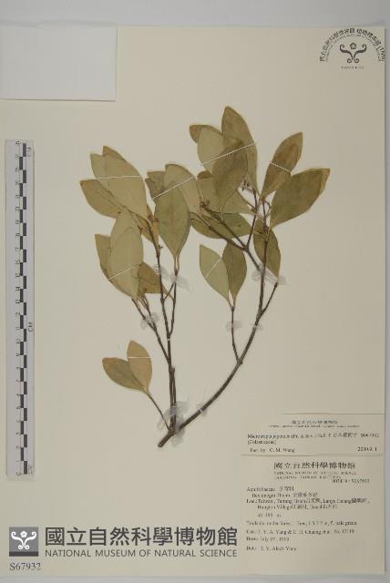 日本賽衛矛、日本假衛矛藏品圖，第1張