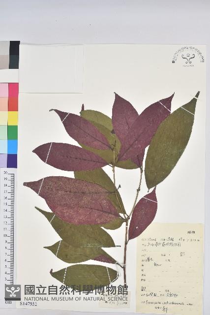 青紫木、紅背桂藏品圖，第1張