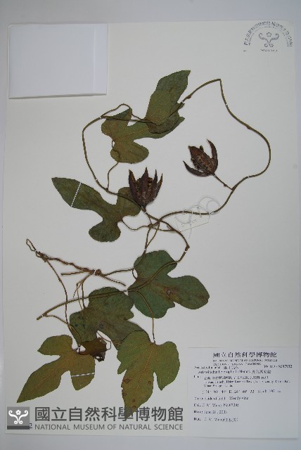 異葉馬兜鈴藏品圖，第1張