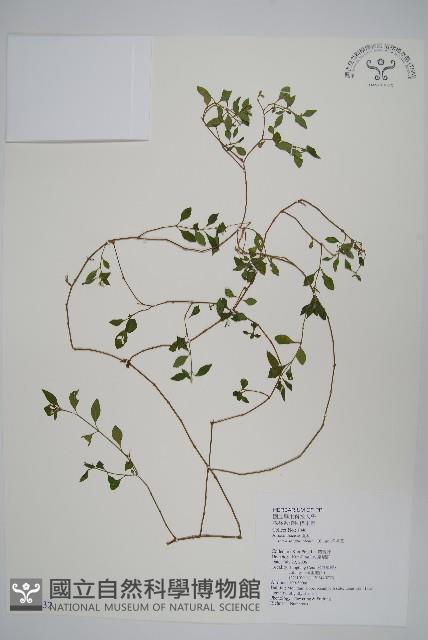 蔓雞冠、絹毛莧藏品圖，第1張