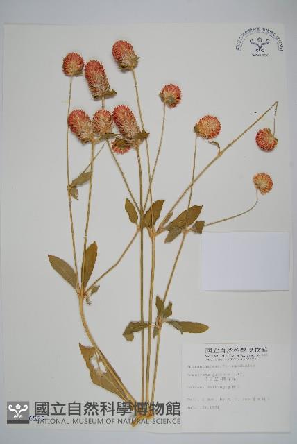 千日紅、圓仔花藏品圖，第1張
