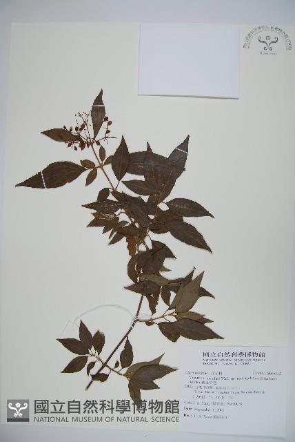 狹葉莢迷藏品圖，第1張