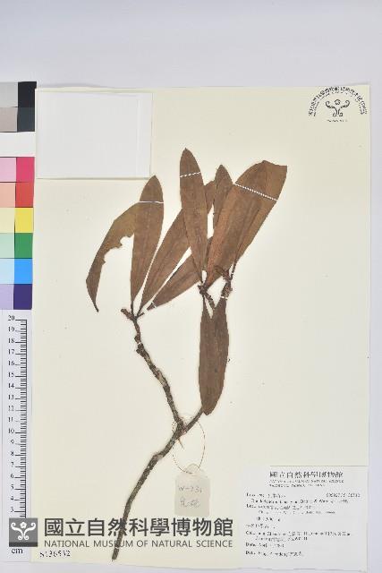 光柱杜鵑藏品圖，第1張