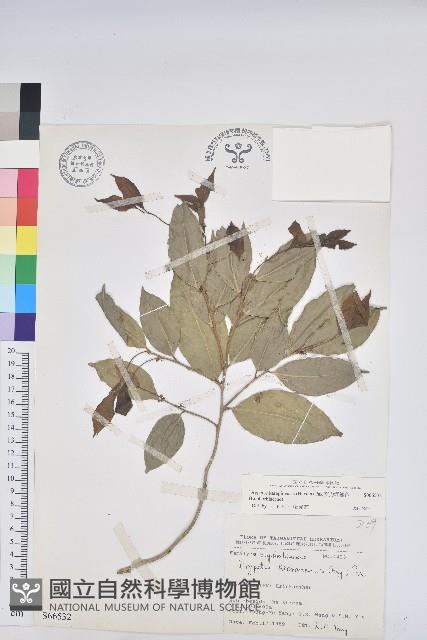 交力坪鐵色藏品圖，第1張