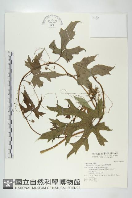 中華括樓藏品圖，第1張