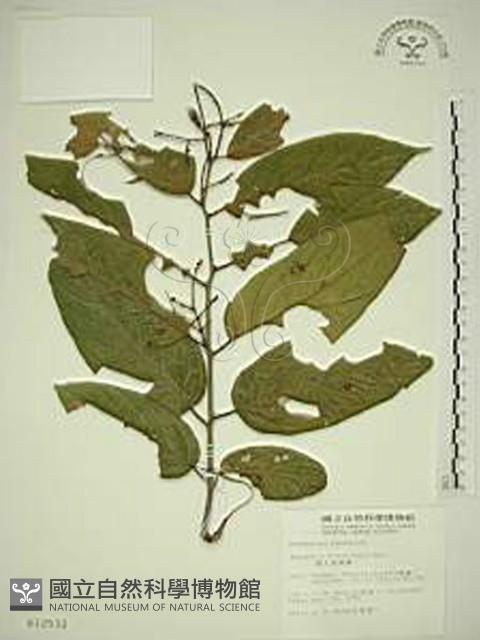 巒大雀梅藤藏品圖，第1張