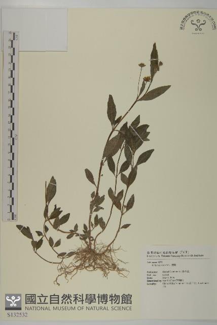 鱧腸藏品圖，第1張