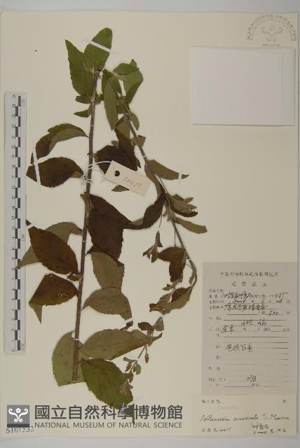 珍珠蒿、奇蒿藏品圖，第1張