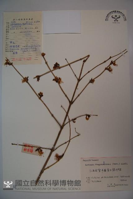 Accession Number:S055532 Collection Image, Figure 1, Total 2 Figures