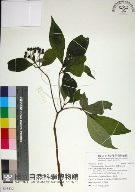 薄葉玉心花藏品圖，第1張