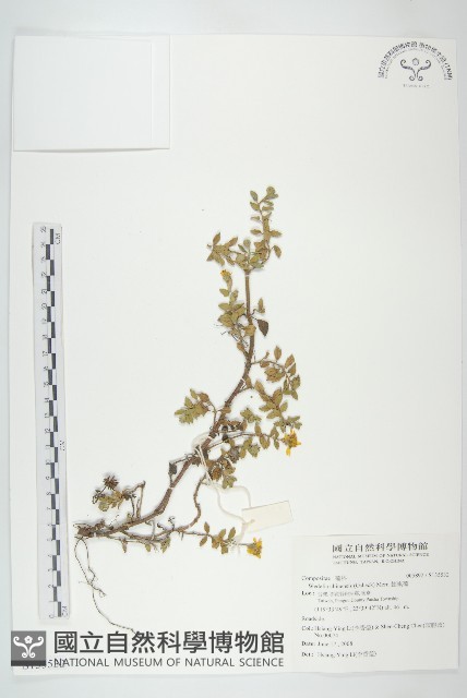 蟛蜞菊藏品圖，第1張
