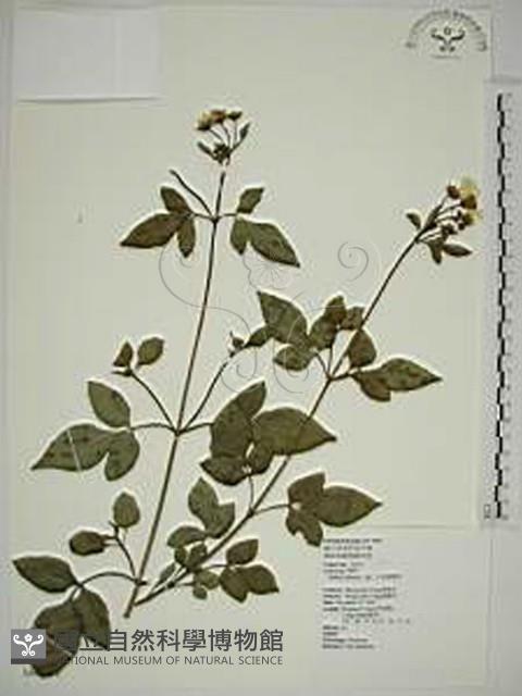 大花咸豐草藏品圖，第1張