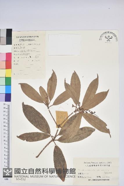 馬醉木藏品圖，第1張