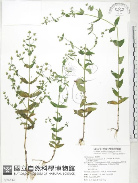 大籽當藥、巒大當藥藏品圖，第1張