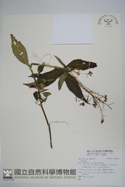 登錄號:S123532藏品圖，第1張