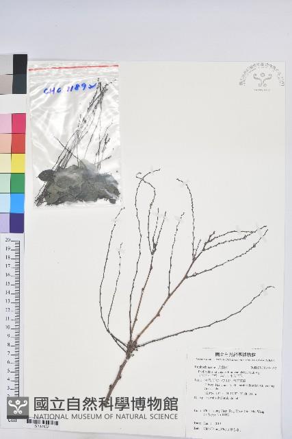 光枝多花油柑、無毛小果葉下珠藏品圖，第1張