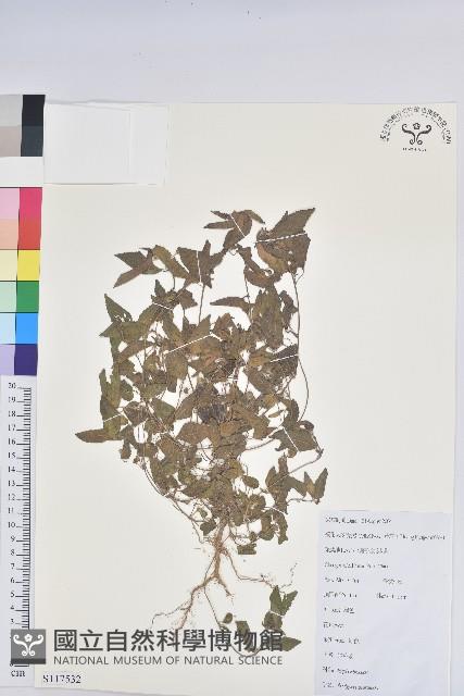 鐵莧菜藏品圖，第1張