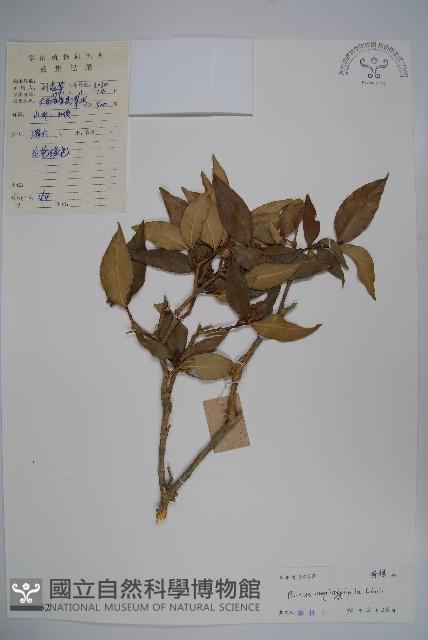 大葉黃楊藏品圖，第1張