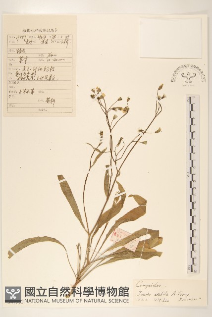 細葉剪刀股藏品圖，第1張