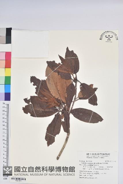 南湖杜鵑藏品圖，第1張