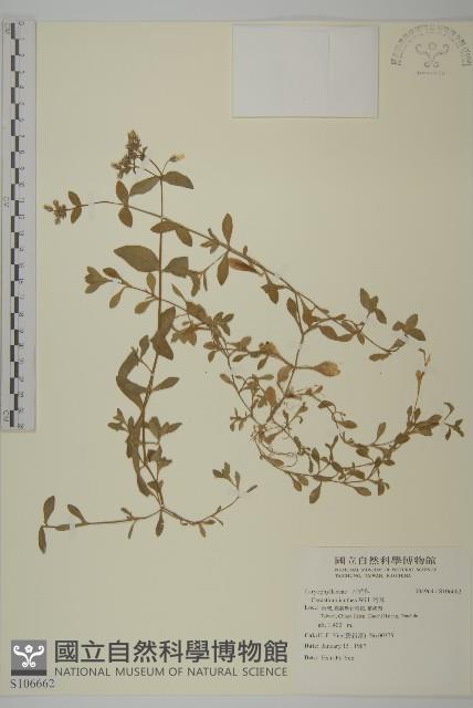 卷耳藏品圖，第1張