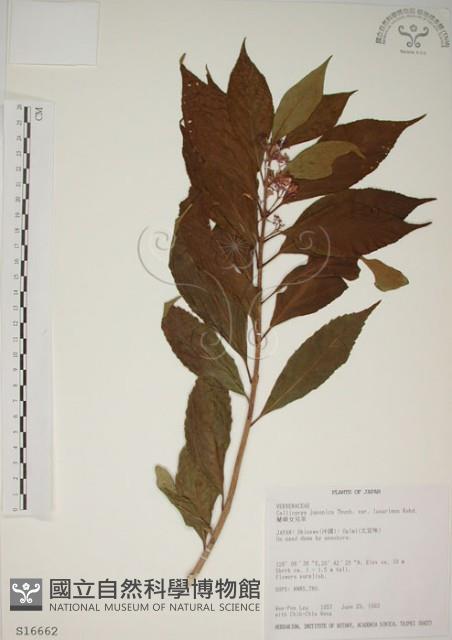 朝鮮紫珠、蘭嶼女兒茶藏品圖，第1張