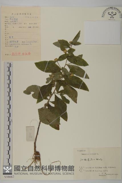 杓兒菜藏品圖，第1張