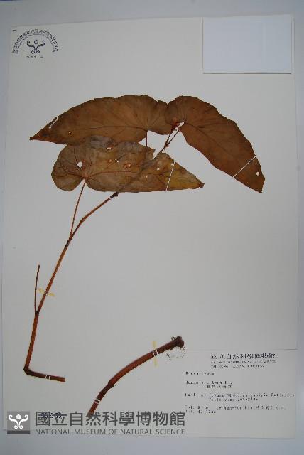 圓果秋海棠藏品圖，第1張