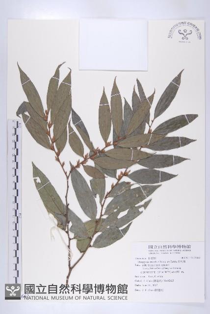 軟毛柿藏品圖，第1張