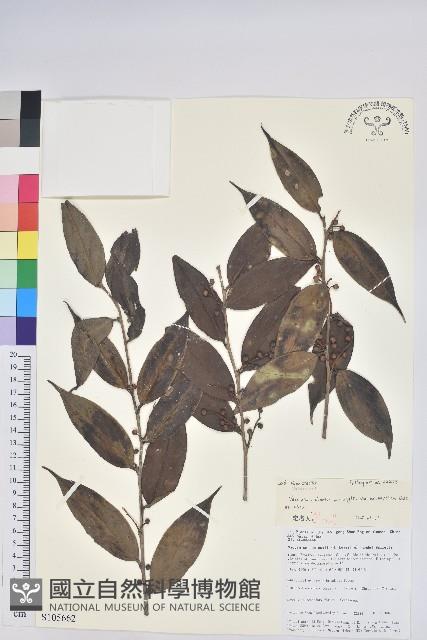 尾葉越橘藏品圖，第1張