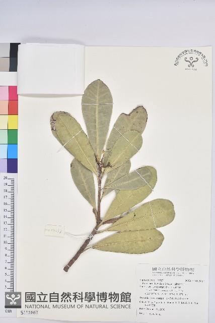 蘭嶼土沉香藏品圖，第1張