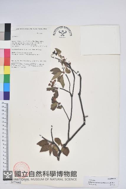 毛葉吊鐘花藏品圖，第1張