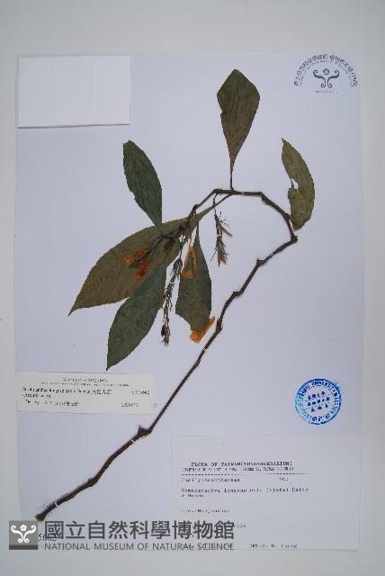 長穗馬藍藏品圖，第1張